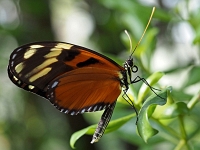 Schmetterling 09  Schmetterlinge - Botanischer Garten Muenchen