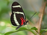 Schmetterling 17  Schmetterlinge - Botanischer Garten Muenchen