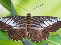 Schmetterling 24  Schmetterlinge - Botanischer Garten Muenchen