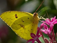 Schmetterling 32  Schmetterlinge - Botanischer Garten Muenchen