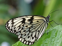 Schmetterling 08  Schmetterlinge - Botanischer Garten Muenchen