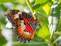 Schmetterling 10  Schmetterlinge - Botanischer Garten Muenchen