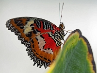 Schmetterling 21  Schmetterlinge - Botanischer Garten Muenchen