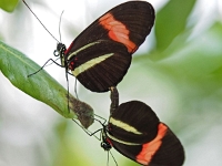 Schmetterling 23  Schmetterlinge - Botanischer Garten Muenchen