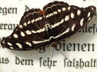 Schmetterling 36  Schmetterlinge - Botanischer Garten Muenchen