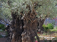 p5266740 f 1  Israel_2017 / Jerusalem - Garten Gethsemane mit Kirche der Nationen : ISR, Israel
