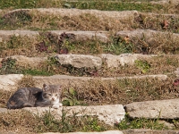 P1201912 1  trojanische Katze
