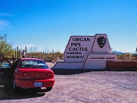Organ Cactus 15 1