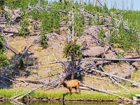Yellowstone-Nationalpark 13 1